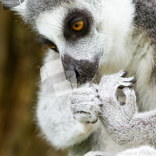 Image of Ring-tailed lemur (Lemur catta) cleaning it's claw
