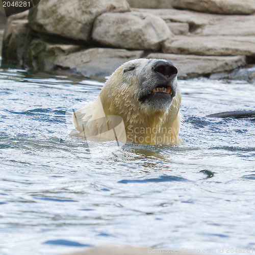 Image of Close-up of a polarbear in capticity 