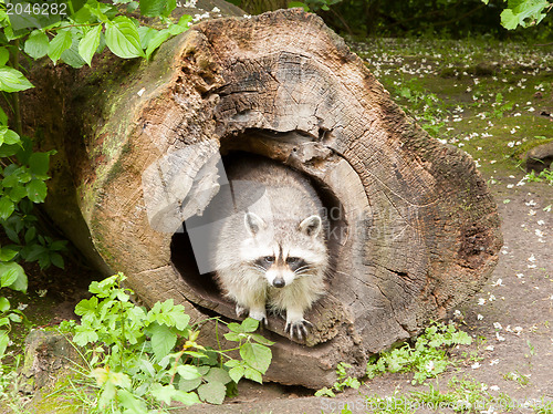 Image of Adult raccoon at his nest