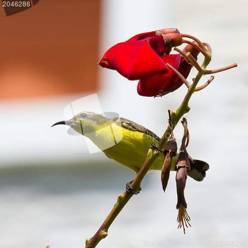 Image of Olive Backed Sunbird - Female