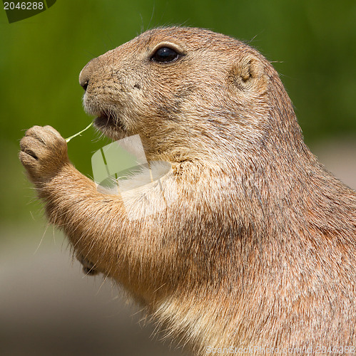 Image of Cute prairie dog eating