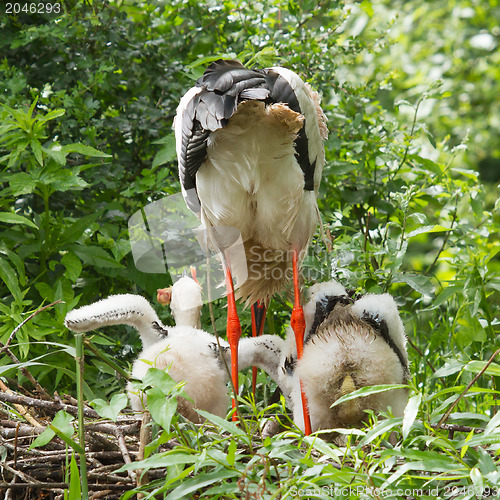 Image of Stork with two chicks