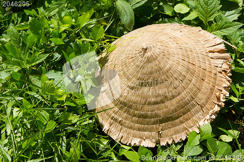 Image of Abandoned asian conical hat isolated on green plants