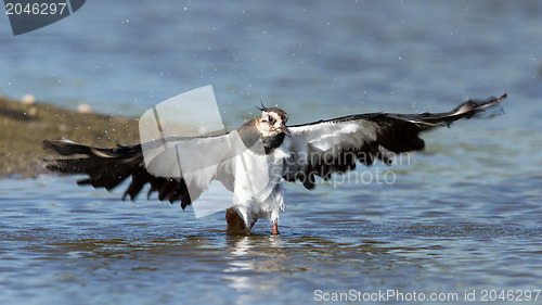 Image of Lapwing taking a bath in a lake