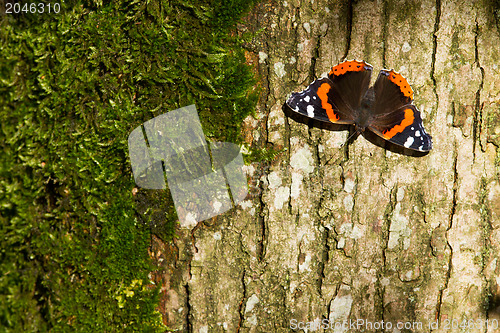 Image of Red Admiral Butterfly - Vanessa atalanta
