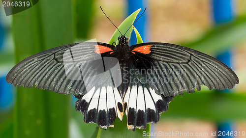 Image of Big colorful butterfly 