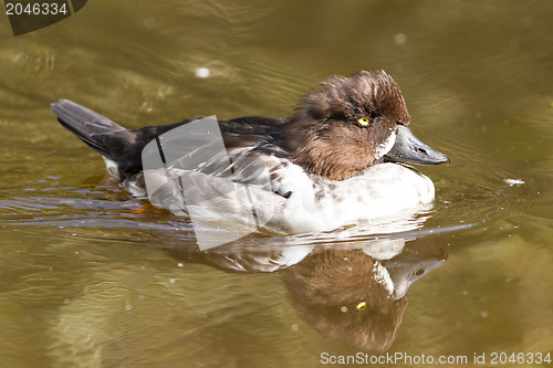 Image of Swimming female tufted duck, changing it's plumage