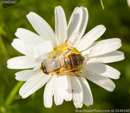 Image of Fly drinking nectar on a wild white flower 