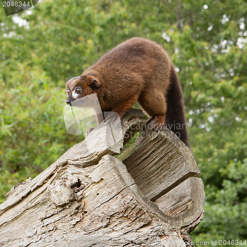 Image of Red-bellied Lemur (Eulemur rubriventer)