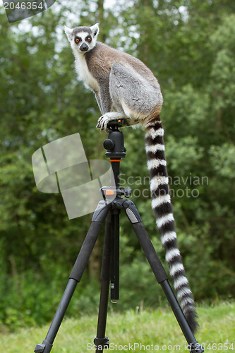 Image of Ring-tailed lemur sitting on tripod