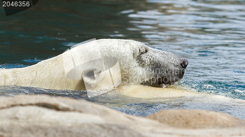 Image of Close-up of a polarbear (icebear) 