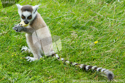 Image of Ring-tailed lemur eating fruit