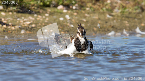 Image of Lapwing taking a bath in a lake