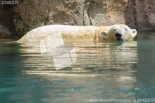 Image of Close-up of a polarbear in capticity 