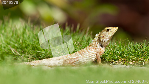 Image of Close up of a lizard