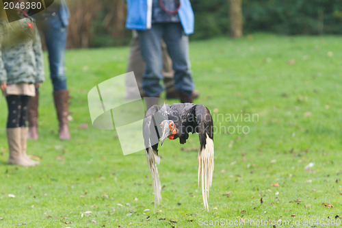 Image of Southern Ground hornbill (Bucorvus leadbeateri)