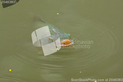 Image of Fish is swimming in a lake