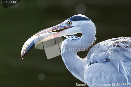 Image of Great blue heron spears a fish