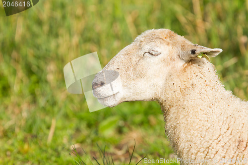 Image of White sheep enjoying the sun