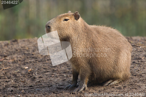 Image of Capybara (Hydrochoerus hydrochaeris) resting