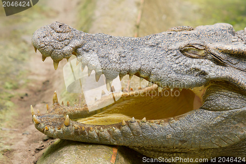 Image of Crocodile resting in the sun