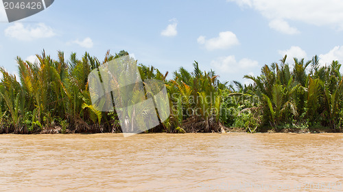 Image of Palm trees in the Mekong delta