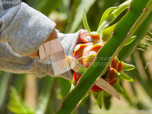 Image of Woman harvesting a dragon fruit