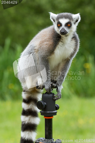 Image of Ring-tailed lemur sitting on tripod