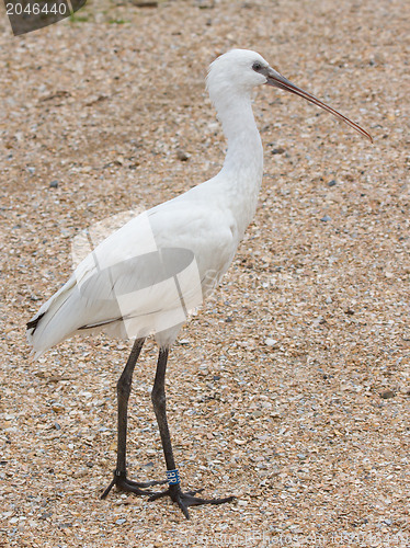 Image of Spoonbill in it's natural habitat