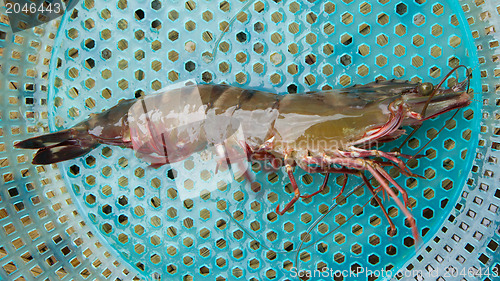 Image of Large living prawn on a Vietnamese market