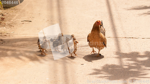 Image of Adult hen and her newly hatched chickens