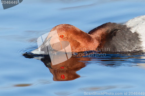 Image of Red crested pochard (Netta Rufina) eating