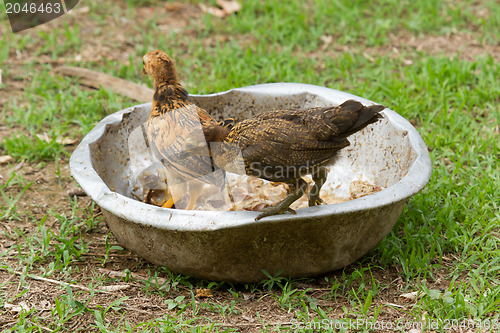 Image of Young chickens