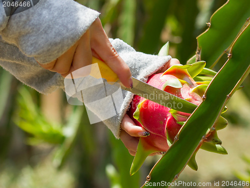 Image of Woman harvesting a dragon fruit