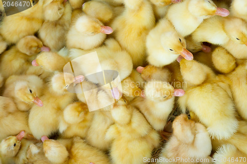 Image of Little chicks in a basket, for sale on a Vietnamese market