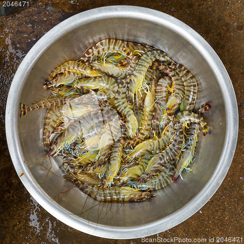 Image of Live and very fresh tigerprawns at a Vietnamese market