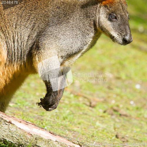 Image of Swamp wallaby in a dutch zoo 