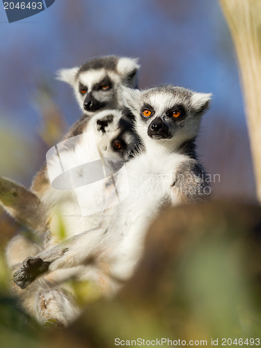 Image of Ring-tailed lemur (Lemur catta) 