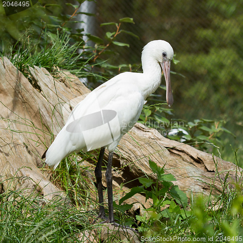 Image of Spoonbill in it's natural habitat