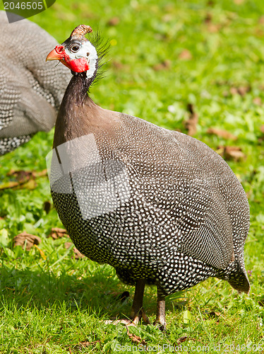 Image of Helmeted Guineafowl (Numida meleagris)