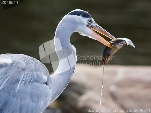Image of Great blue heron spears a fish