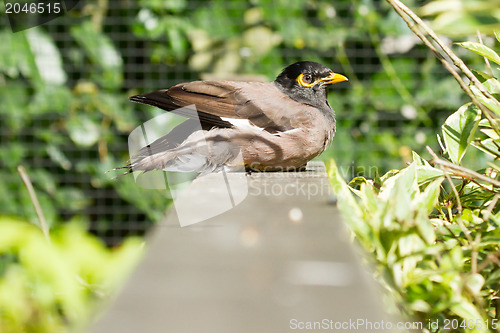 Image of Common Myna (Acridotheres tristis tristis)