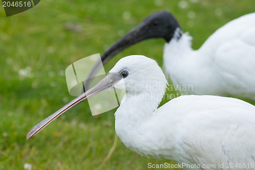 Image of Spoonbill and ibis in their natural habitat