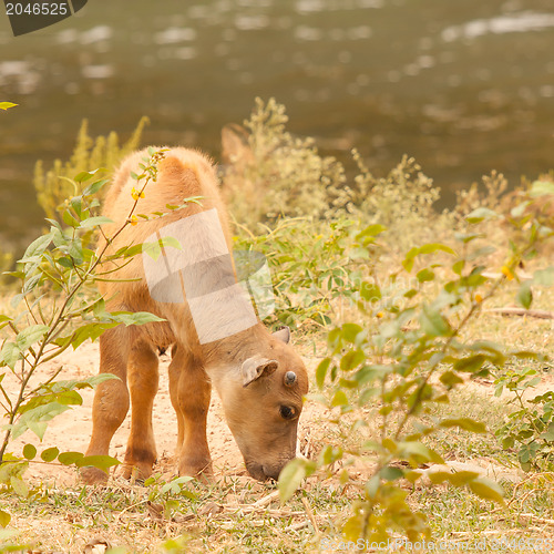 Image of Young water buffalo grazing