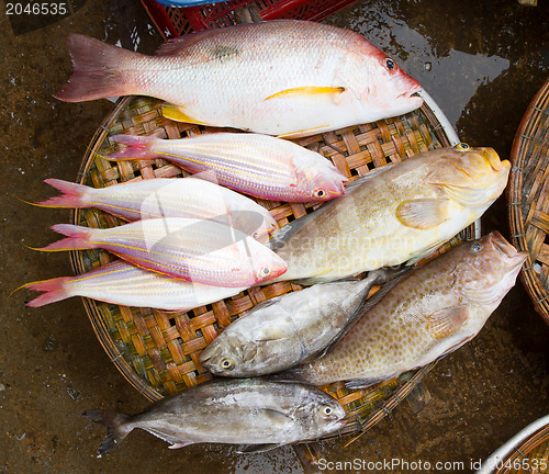 Image of Close up of lovely fresh fish in a wet market 