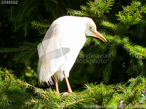 Image of Bubulcus ibis, cattle egret, in a tree