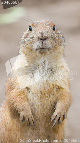 Image of Prairie dog