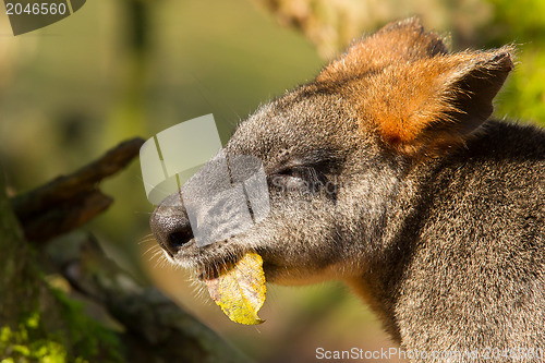 Image of Close-up of an eating swamp wallaby