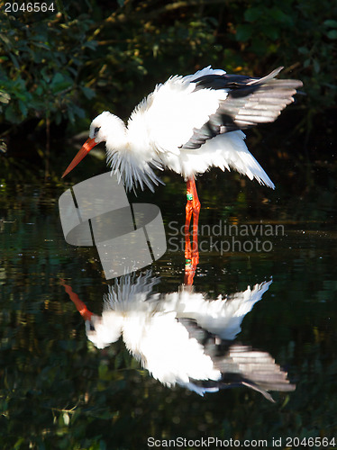 Image of Stork in the water