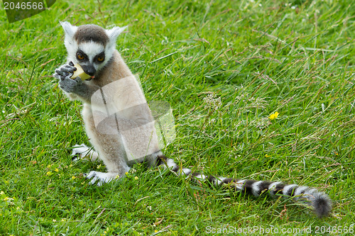 Image of Ring-tailed lemur eating fruit